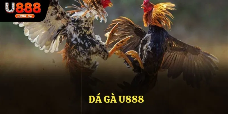 Đá gà trực tuyến
